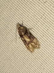 Chionodes mediofuscella