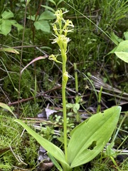 Liparis loeselii