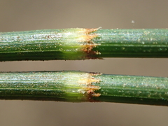 Casuarina cunninghamiana