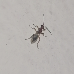 Insecta