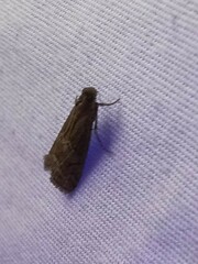 Eulogia ochrifrontella