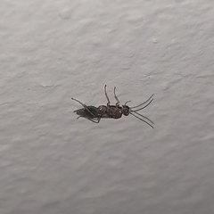 Insecta