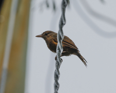 Colluricincla rufogaster