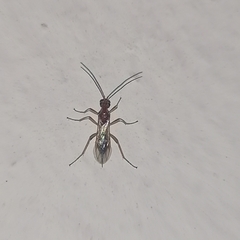 Insecta