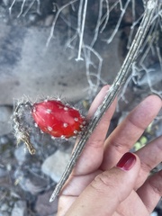 Peniocereus striatus