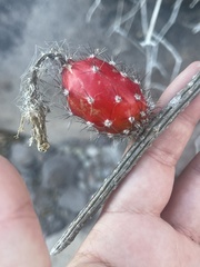 Peniocereus striatus