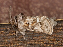 Arbelodes albitorquata