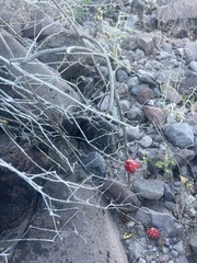 Peniocereus striatus