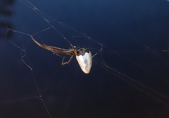 Argyrodes antipodianus