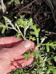 Eriophyllum staechadifolium