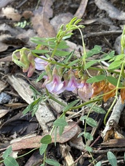 Lathyrus vestitus