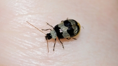 Monolepta cavipennis