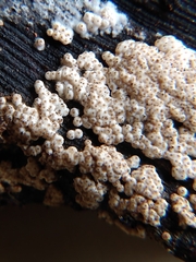 Protocreopsis
