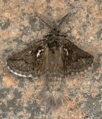 Arbelodes franziskae