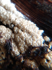 Protocreopsis