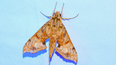 Xylophanes zurcheri
