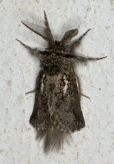 Arbelodes franziskae