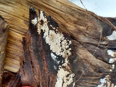 Protocreopsis