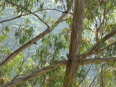 Colaptes atricollis