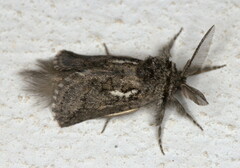 Arbelodes franziskae