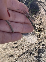 Sphinctospermum constrictum
