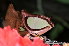 Polyura jalysus