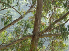 Colaptes atricollis