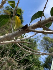 Galanga labeculata