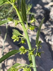 Ditaxis brandegeei
