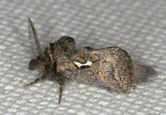 Arbelodes franziskae