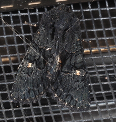 Neumichtis nigerrima