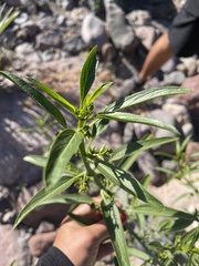 Ditaxis brandegeei