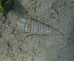 Rhinoclavis aspera