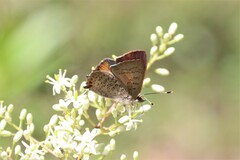 Paralucia pyrodiscus lucida