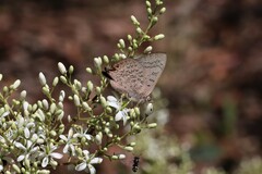 Paralucia pyrodiscus