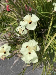 Dietes bicolor bicolor