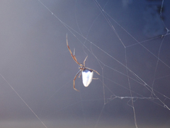 Argyrodes antipodianus