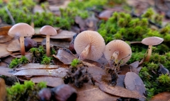 Mycetinis copelandii