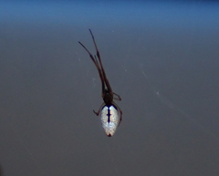 Argyrodes antipodianus