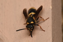 Ropalidia socialistica