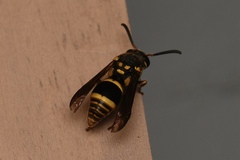 Ropalidia socialistica