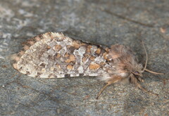 Arbelodes haberlandorum