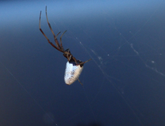 Argyrodes antipodianus