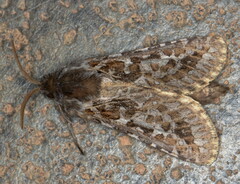 Arbelodes haberlandorum