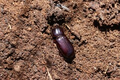 Aulacocyclus edentulus