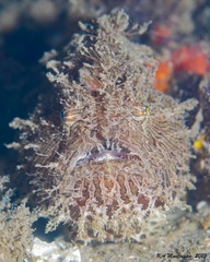 Antennarius striatus