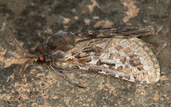 Arbelodes haberlandorum