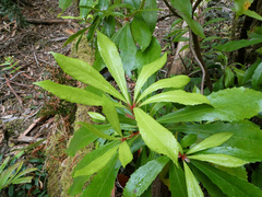 Anopterus glandulosus