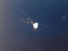 Argyrodes antipodianus