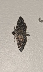 Glyphodes onychinalis